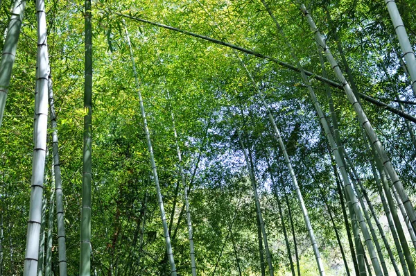 Bosques de bambú — Foto de Stock
