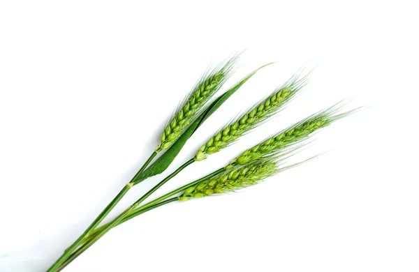 Yeşil buğday kulaklar — Stok fotoğraf