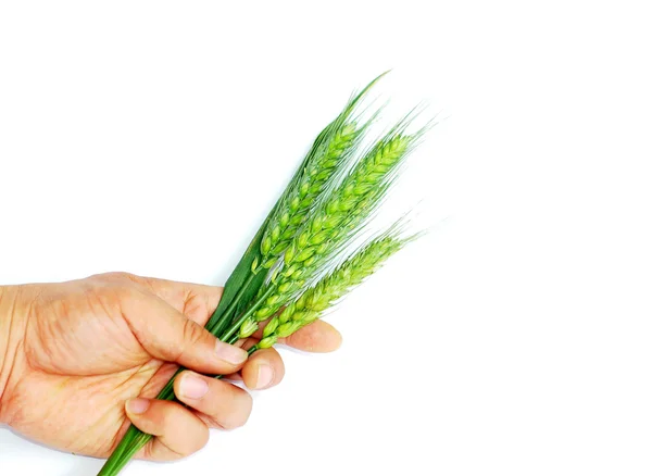 Wheat ears in hand — Stock Photo, Image