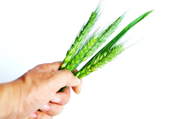 Elinde buğday kulaklar — Stok fotoğraf
