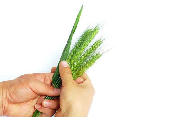 Weizenähren in Händen — Stockfoto