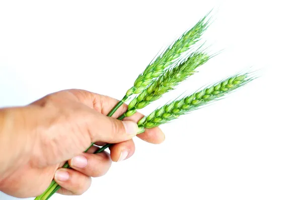 Weizenähren in der Hand — Stockfoto