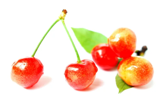 Frutti di ciliegio — Foto Stock