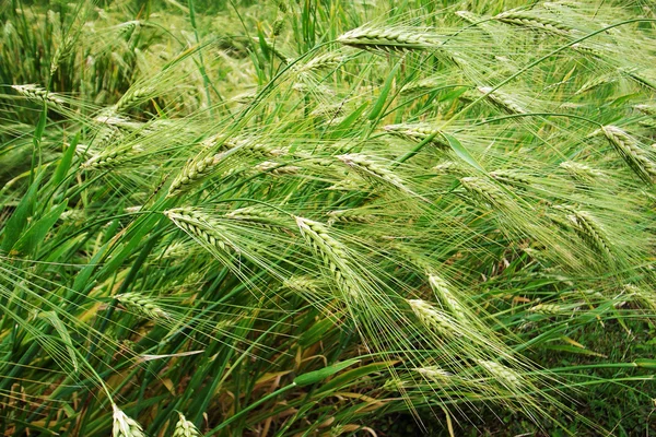 Campos de trigo — Fotografia de Stock