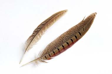 Wild bird feather clipart