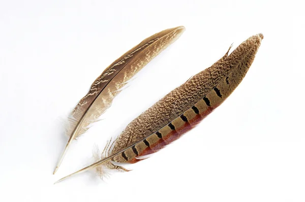 stock image Wild bird feather