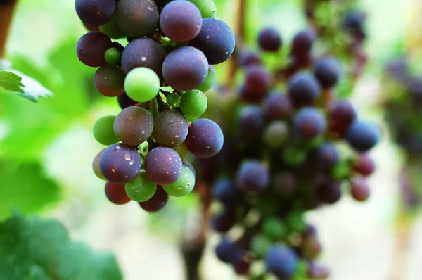 Raw grapes — Stock Photo, Image