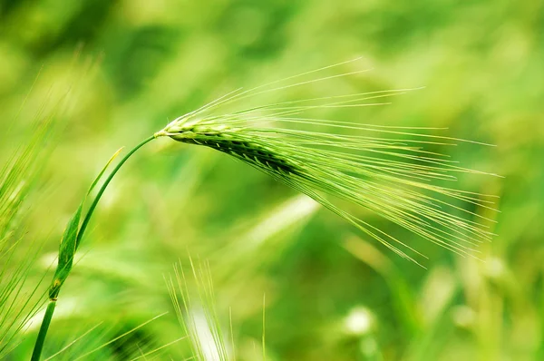 Espiga de trigo — Foto de Stock