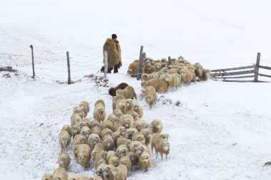 koyun sürüsünü dağlarında kış