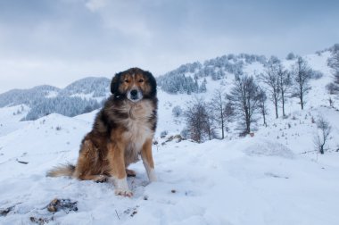 shepperd köpek