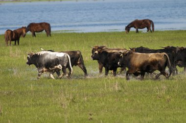 Bulls suda çalışan