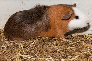 Guinea Pig in terrarium clipart