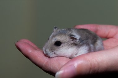 bir hamster