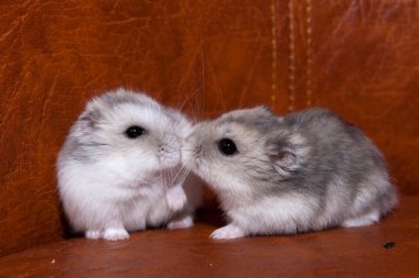 Kissing hamsters clipart