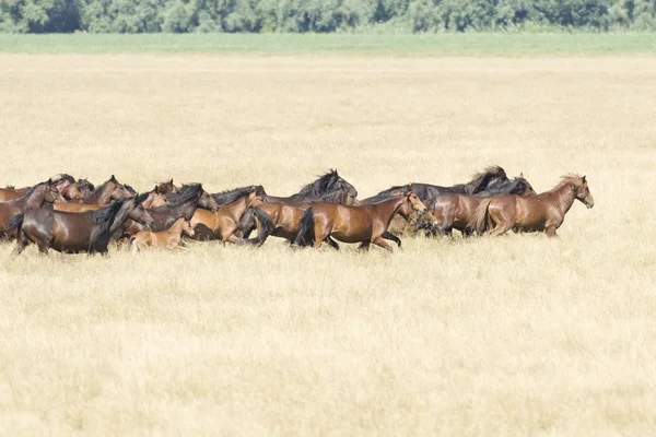野生の馬 — ストック写真