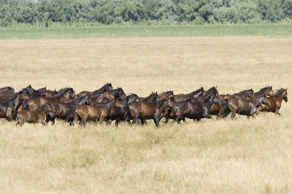 野生の馬 — ストック写真