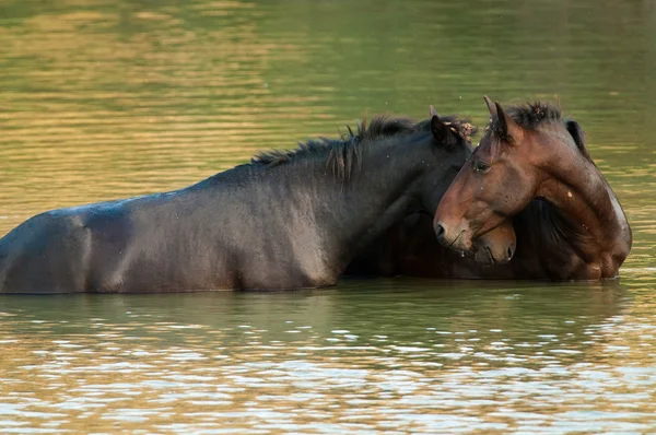 stock image Wild Horse