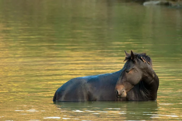 Дикая лошадь — стоковое фото
