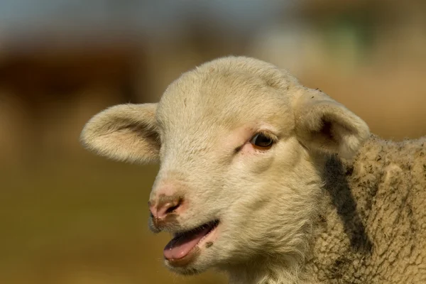 White Lamb Portrait in springtime — Stock Photo, Image
