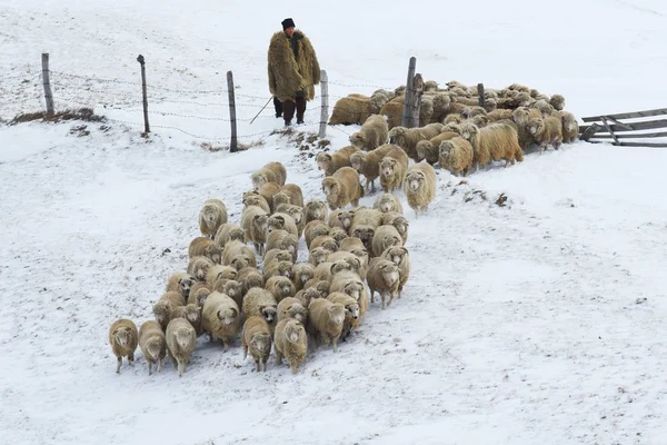 Sheep Flock in Mountains, in Winter — Stock Photo, Image