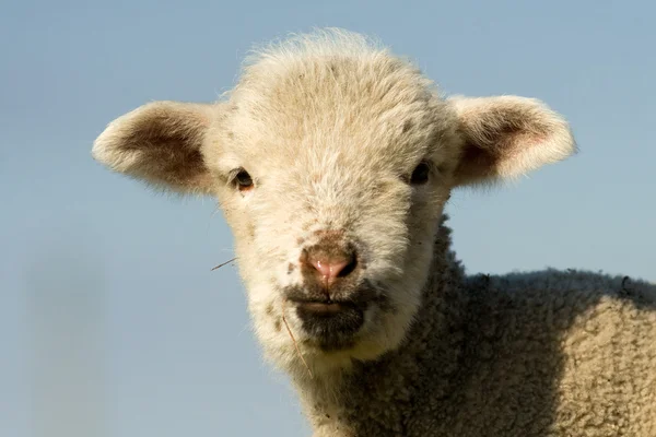 Vita lamm stående på våren — Stockfoto