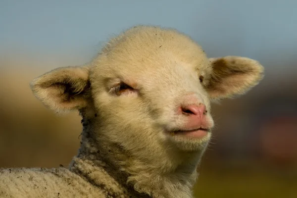 Portrait d'agneau blanc au printemps — Photo