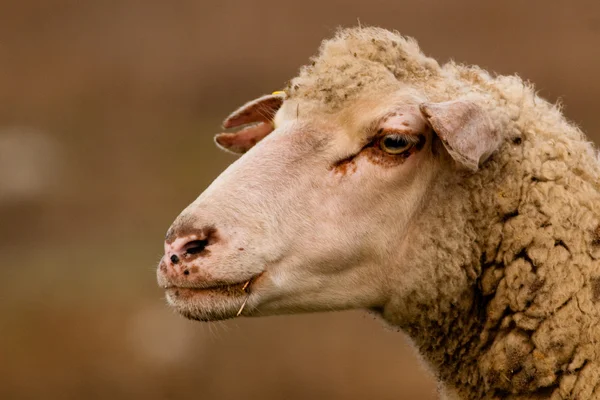 Retrato de ovelha branca — Fotografia de Stock