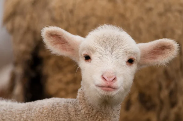 White Lamb Portrait in springtime — Stock Photo, Image