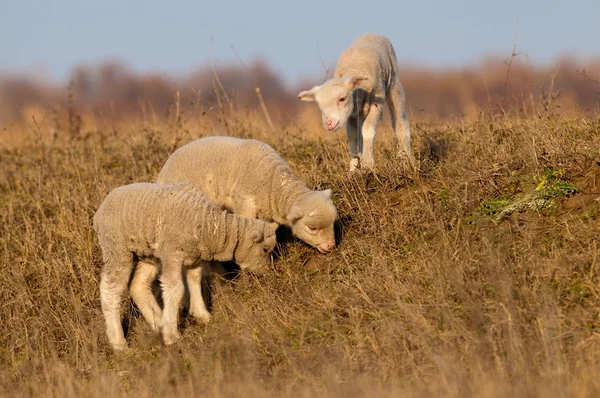 Vita lammen leker på våren — Stockfoto