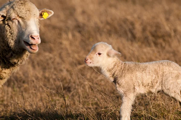 White Lambs Playing in Springtime — Stock Photo, Image