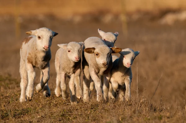 White Lambs Playing in Springtime — Stock Photo, Image
