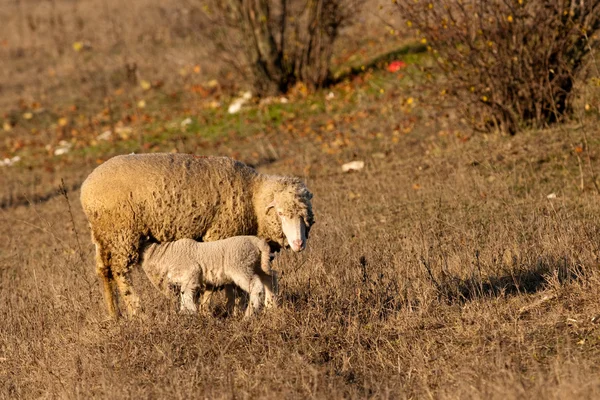 Lam grzing op het veld met schapen — Stockfoto