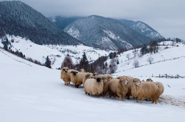 Fårbesättningen i bergen, på vintern — Stockfoto