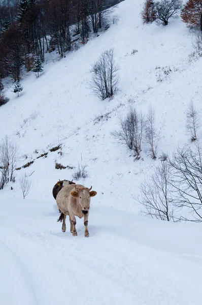 Die Kühe der Berge im Winter — Stockfoto