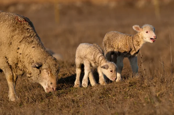Kuzu grzing koyun ile sahada — Stok fotoğraf