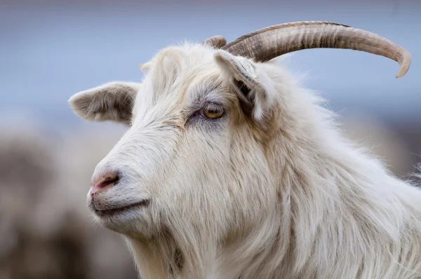 White Goat Portrait — Stock Photo, Image