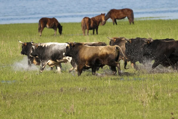 Manada de búfalos corriendo — Stockfoto