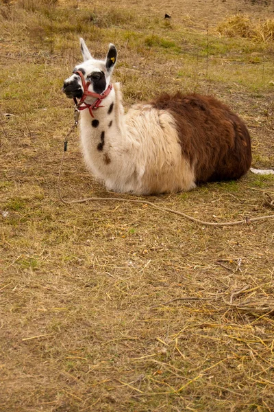 Llama (Lama glama) in nature — Stock Photo, Image