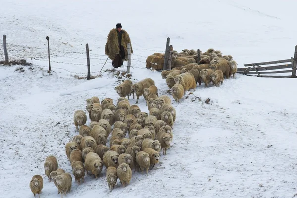 Отара овець у горах взимку — стокове фото