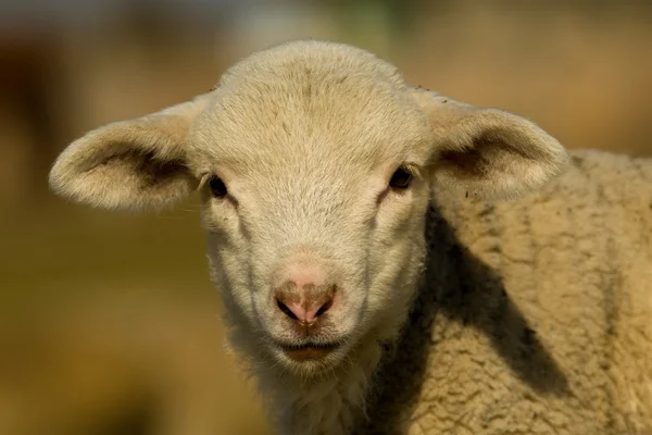 Portrait d'agneau blanc au printemps — Photo