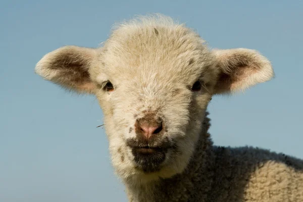 Vita lamm stående på våren — Stockfoto