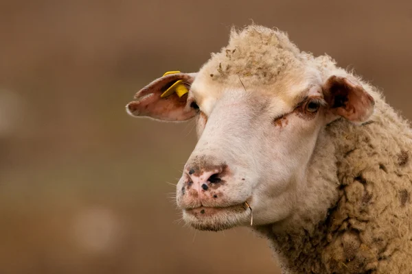 Portrait de mouton blanc — Photo