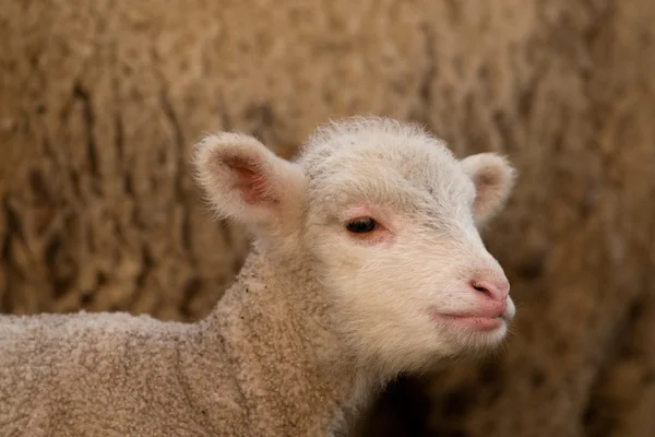 Ritratto di agnello bianco in primavera — Foto Stock