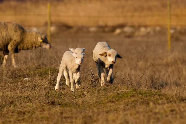 Fehér bárányok tavasszal játék — Stock Fotó