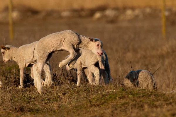 Fehér bárányok tavasszal játék — Stock Fotó