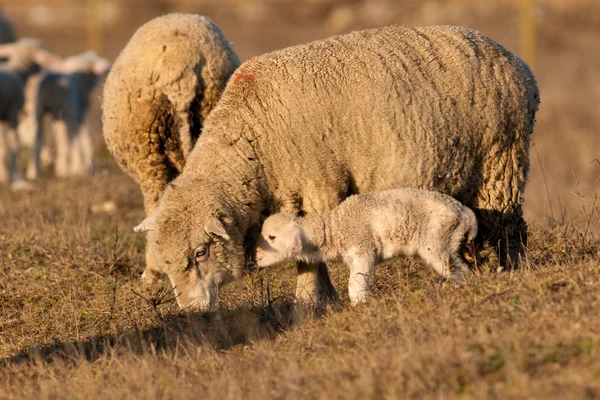 Αρνί grzing στο γήπεδο με πρόβατα — Φωτογραφία Αρχείου