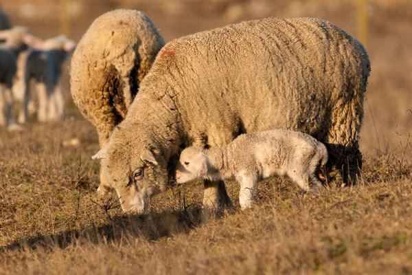 Lamm grzing på fältet med får — Stockfoto