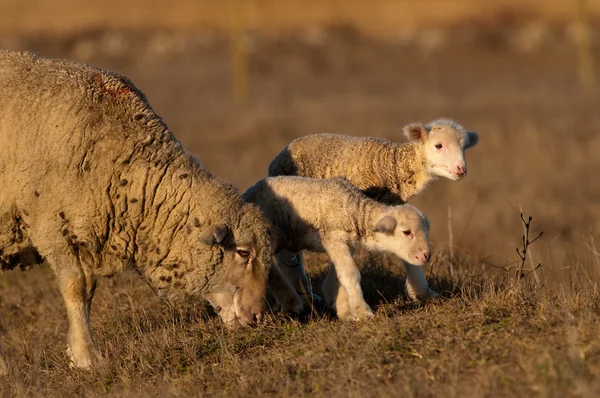 Αρνί grzing στο γήπεδο με πρόβατα — Φωτογραφία Αρχείου