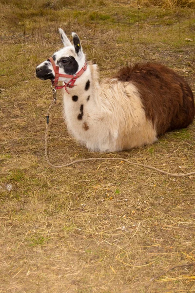 Lamy (Lama glama) w przyrodzie — Zdjęcie stockowe