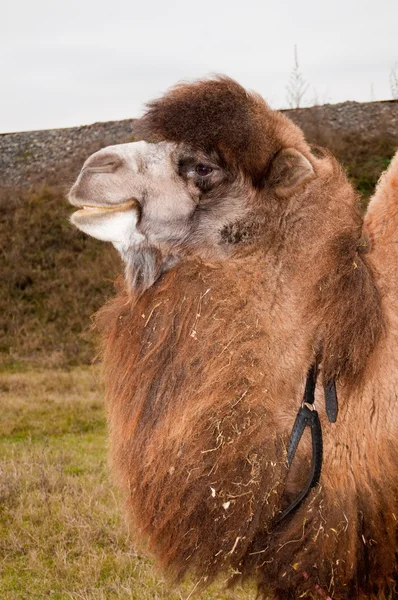 Wielbłąd dwugarbny (Camelus bactrianus) — Zdjęcie stockowe